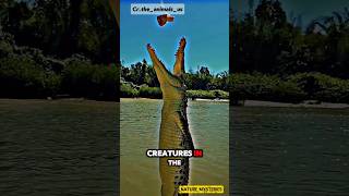 Crocodiles  The Ancient Predators of the Water🐊🌊 crocodile animals wildlife facts shorts [upl. by Tugman]