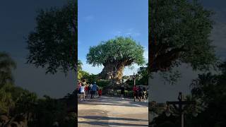 El árbol de la vida en Animal Kingdom 🌳 disney animalkingdom waltdisneyworld [upl. by Yahska402]