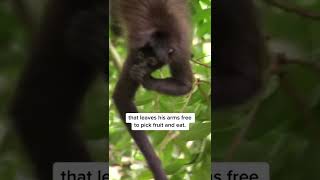 Spider Monkey Tails are Incredible [upl. by Icam]