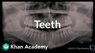 Teeth  Gastrointestinal system physiology  NCLEXRN  Khan Academy [upl. by Vachill]