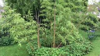 Phyllostachys vivax Aureocaulis juni  juin 2016 [upl. by Woolson]