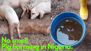 IMO METHOD OF PIG FARMING IN NIGERIA NO SMELL😲😲 [upl. by Anatnahs]