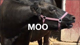 COW SOUNDS FOR KIDS COWS GO MOO [upl. by Ycinuq250]