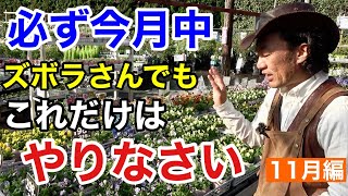 【ここで差が出る植物管理】各植物11月は勝負の月になります 【カーメン君】【園芸】【ガーデニング】【初心者】 [upl. by Ayala]