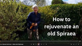 How hard can you cut back a Spiraea  Spirea shrub [upl. by Xela]