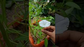 নার্সারি থেকে নতুন ফুল গাছ😍youtube gardening shorts flowers [upl. by Sallee]