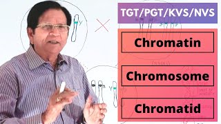 Chromatin Chromosome amp Chromatid  TGTPGTKVSNVS [upl. by Enohpesrep517]