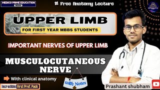 Musculocutaneous Nerve  Nerves of upper limb  Branches of musculocutaneous nerve mbbs [upl. by Retswerb405]