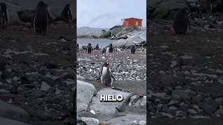 quotEl LAGO OCULTO BAJO el HIELO de la ANTÁRTIDAquot [upl. by O'Donovan213]