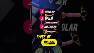 Neural Control and Coordination quotTypes of Neuronquot NEET Class 11th Biology [upl. by Andriette]