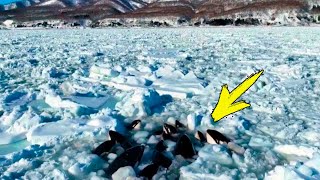 Orcas Trapped in Ice and Almost Died Look Who Came to Save Them [upl. by Wescott]