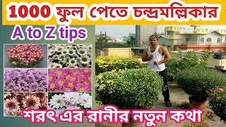 chandramallika flowerচন্দ্রমল্লিকা ফুলের চারা তৈরি chrysanthemum pruning chrysanthemum lighting [upl. by Brownley518]