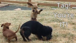 Miniature Dachshund Backyard Zoomies [upl. by Ferino701]