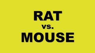 What is the difference between mice and rats Rat vs Mouse [upl. by Urbana889]