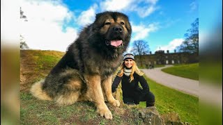 WOLF KILLER  THE LARGEST CAUCASIAN SHEPHERD OVCHARKA DOG IN THE UK [upl. by Enilec]