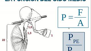 Fisiología Auditiva ¿cuál es la función del oído medio [upl. by Ahseid]