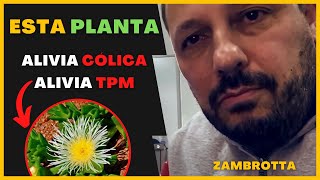 ZEMBRIN A PLANTA QUE É AMIGA DA MULHER  ALIVIA CÓLICA E TPM [upl. by Yasmine]