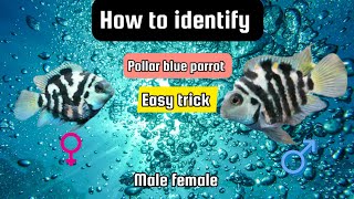 How to identify male and female pollar parrot  pollar parrot male or female  fish male or female [upl. by Liuqa525]