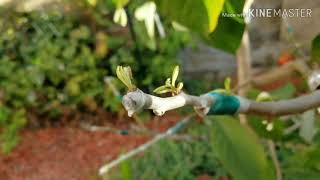 Update  My grafted cherimoya and atemoya on 1 tree [upl. by Mitzi]