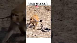 Snake vs monkey fight snake trending shortsfeed fishing [upl. by Yevette]