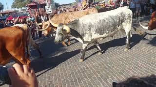 Fort Worth Stockyards Longhorns [upl. by Coumas]