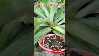 Growing Ananas at home in a cooking pot and care  Ananas comosus pineapple shorts ytshorts [upl. by Ycniuqed28]