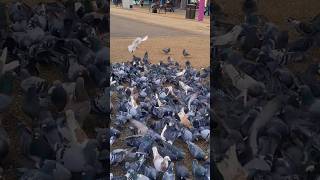 Pigeons City Centre Leicester [upl. by Llenreb]