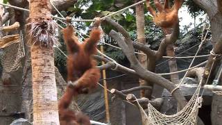 Orangutans in Hagenbeck Zoo Hamburg [upl. by Biebel]