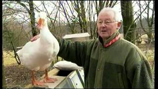 Lustige Tiere Spaß mit Ganter Eddi  Gelehrige Gans  love geese [upl. by Talmud275]