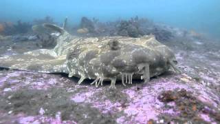 Spotted Wobbegong Orectolobus maculatus at Bare Island Sydney Australia [upl. by Aihsit]