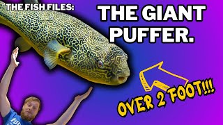 The BIGGEST pufferfish MBU Puffer Everything you should know about them and busters story [upl. by Angi]