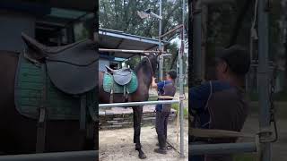 Best wild horses Mare revolutionising young foals future stallions Horses 09 [upl. by Evelc]