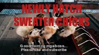 INCUBATOR HATCHING CHICKS SWEATER GAMEFOWL OFFSPRINGS FIRST HATCH OCTOBER 2020 [upl. by Giovanna194]