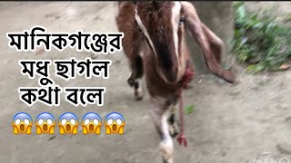 মানিকগঞ্জের মধু ছাগল কথা বলে। Beautiful Goat video Gallery BD [upl. by Weathers]