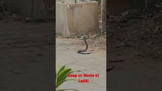 Saap or Nevle ki Ladai [upl. by Adli]