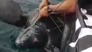 Officials rescue leatherback turtle tangled in fishing equipment  ABC News [upl. by Adnulahs]