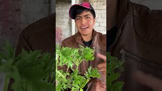 Hicimos un repelente de mosquitos tutorial humor vlog comedia [upl. by Garrot701]