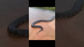 Anaconda in the Rain Crossing Water Like a Giant River Serpent snake [upl. by Niboc]