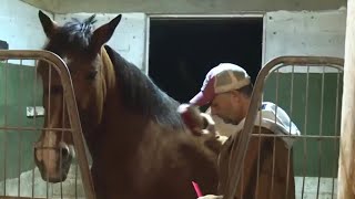 Broken Road Horse Rescue in Lake Worth saves horses [upl. by Narmak]