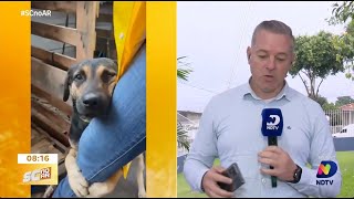 Cachorrinho Chorão reencontra seu tutor após 10 dias separados [upl. by Nwahsirhc921]