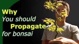 Propagation Techniques for Bonsai  Benefits and Drawbacks of Seed Cuttings and Airlayers [upl. by Laurens945]