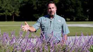 Get It Growing Mexican bush sage blooms through fall until first frost [upl. by Heiney]