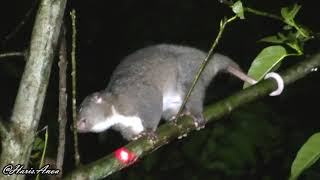 Kuskus cokelat  Northern common cuscus Phalanger orientalis P Seram Maluku Indonesia [upl. by Magnien]