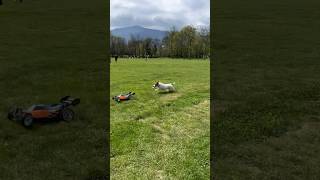 Jack Russell Terrier racing with a RC car dog jackrussellterrier jackrussell dogsdogsdogs [upl. by Anat]