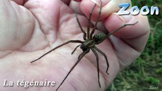 La Tégénaire une araignée qui montre de « l’affection » — domestic house spider [upl. by Dweck776]