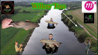 River trent barbel fishing a1 pits willow tree [upl. by Khalid]