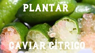 Cómo plantar un caviar cítrico lima dedo o limón caviar  Productos gourmet  El Huerto de Carlos [upl. by Dira]