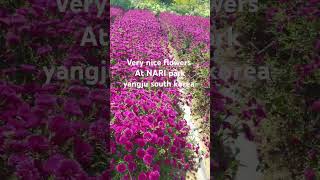 Nice flowers at NARI park Yangju south korea korean park trending shorts viralvideo [upl. by Carolin850]