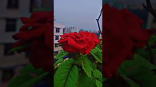 Dekho Maine Dekha Hai Ek Sapna phool mohabbatein love sorts phoolka [upl. by Ardenia309]