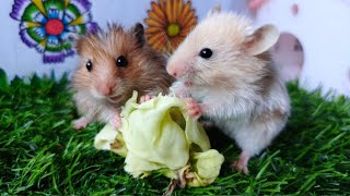 2 Hamsters like to eat white cabbage it tastes very sweet and delicious [upl. by Lednor]